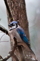 Songbirds