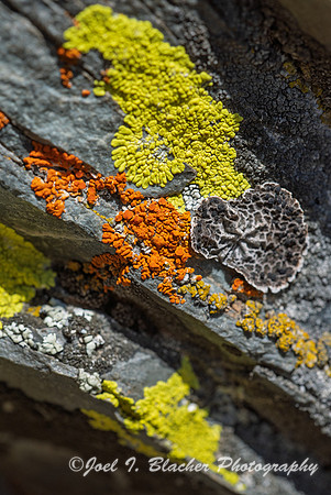Lichen-Sun-Pt-GNP
