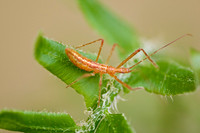 Arachnids, Insects, and Other Inverts