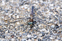 Arachnids, Insects, and Other Inverts
