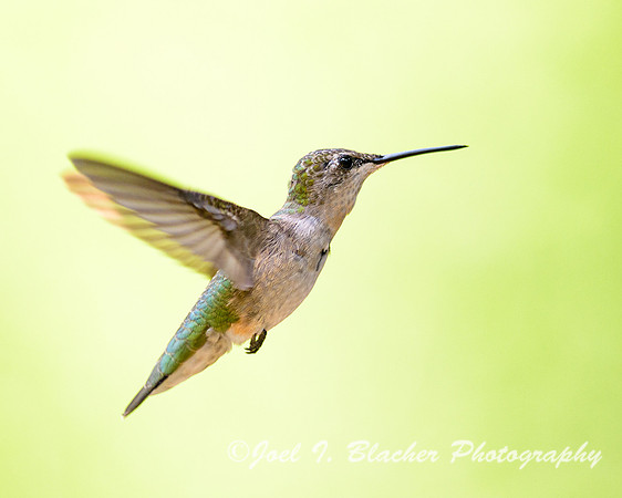 Ruby-throated-Hummingbird-ln-flight-2