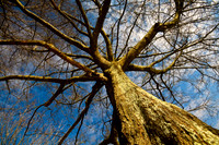 Trees & Shrubs