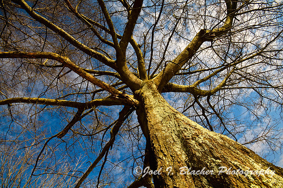 Oak From Below.jpg