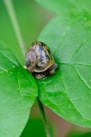 Arachnids, Insects, and Other Inverts