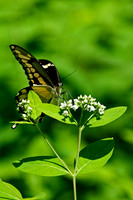 Butterflies and Moths