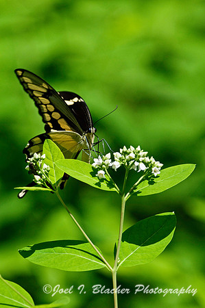 Giant Swallowtail 1.jpg