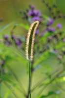 Flowers, Grasses, & Bog Plants