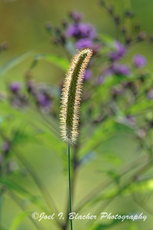 Foxtail & Ironweed, Cochran Shoals.jpg