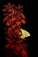 Butterflies and Moths