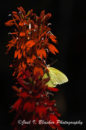 Orange Sulphur on Cardinal Flower 1, Cochran Shoals, GA