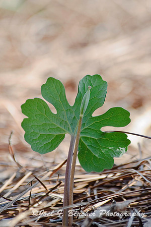 Bloodroot Bud 1