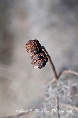 Cypress Cones, Phinizy Swamp