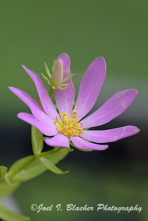 Wood-Rose