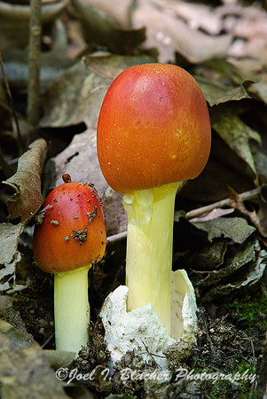 Amanita caesarea, Sweetwater Creek State Park.jpg