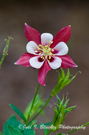 Red Columbine, GA
