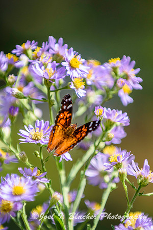 Painted Lady on Asters