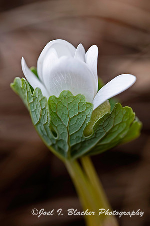 Bloodroot 2.jpg