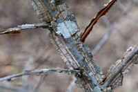 Trees & Shrubs