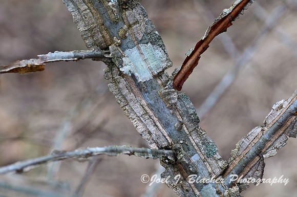 Sweetgum sp 2.jpg