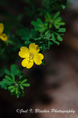Yellow Primrose 1.jpg