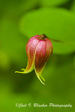 Wild Clematis 1.jpg