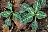 Ferns, Mosses, & Other Woodland Plants