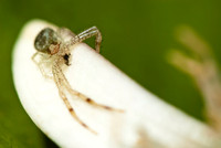 Arachnids, Insects, and Other Inverts