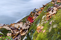 Fall Foliage