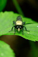 Arachnids, Insects, and Other Inverts