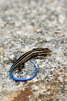 Reptiles & Amphibians