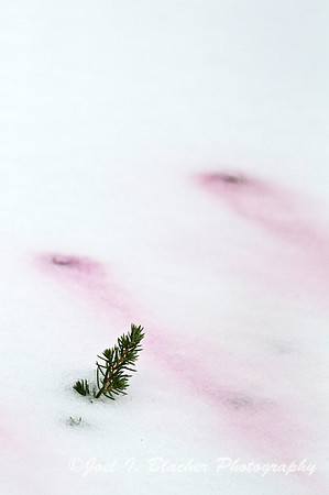 Pine and Berries in Snow