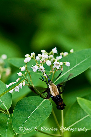 Snowberry Clearwing 3.jpg