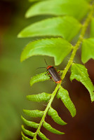 Arachnids, Insects, and Other Inverts