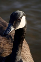Ducks, Geese, Grebes and related