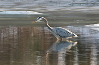 Shorebirds and Waders