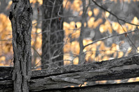 Fall Foliage