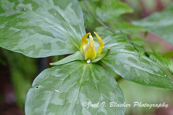 Trillium luteum 1, GA