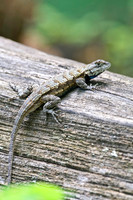 Reptiles & Amphibians