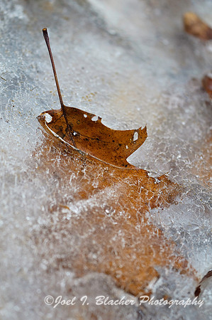 Oak Leaf in Ice, Mocassin Creek.jpg