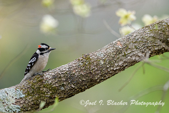 Downey-Woodpecker-in-flowering-Dogwood