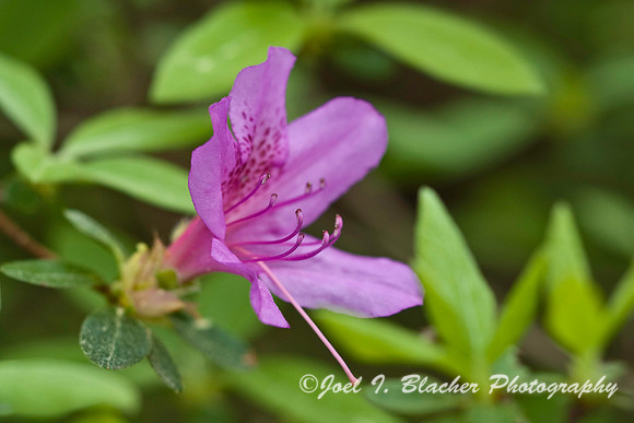 Pink Azalea 1.jpg