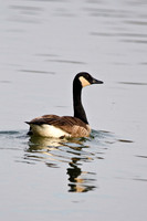 Ducks, Geese, Grebes and related