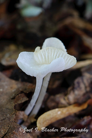 Hygophorus sp 1.jpg