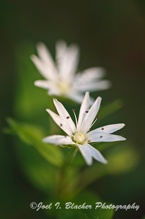 Star Chickweed 4.jpg