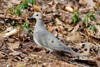 Songbirds