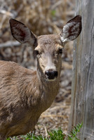 Mule-Deer-Sun-Pt-E-GNP