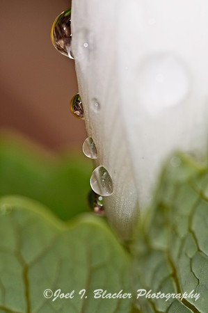 Bloodroot  10.jpg