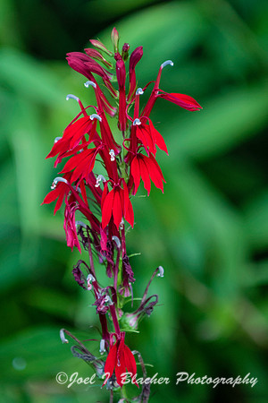 Cardinal Flower-Chattahoochee