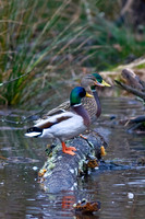 Ducks, Geese, Grebes and related
