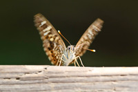 Butterflies and Moths